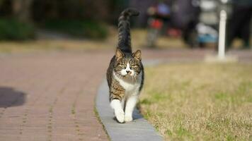 een schattig kat hebben een rust uit in de werf foto