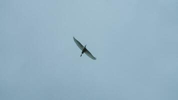 een zeemeeuw vliegend in de lucht met de Doorzichtig blauw lucht net zo achtergrond foto