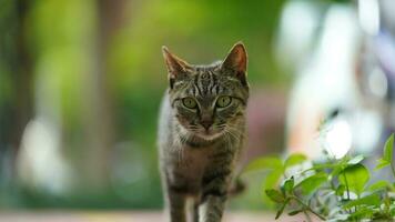 een schattige wilde kat die in de tuin zit om uit te rusten foto