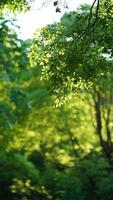 de vers nieuw bladeren vol van de bomen in voorjaar foto