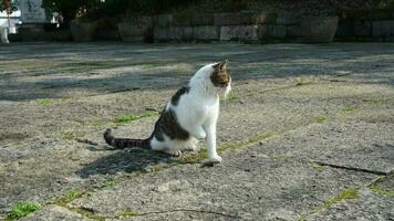 een schattige wilde kat die in de tuin zit om uit te rusten foto