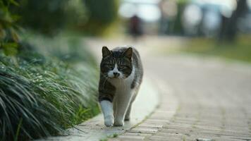 een schattige wilde kat die in de tuin zit om uit te rusten foto