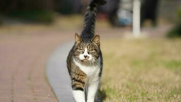 een schattig kat hebben een rust uit in de werf foto