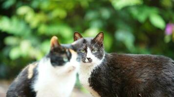 een schattige wilde kat die in de tuin zit om uit te rusten foto