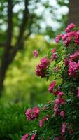 de mooi bloemen bloeiend in de tuin in voorjaar met de warm zonlicht foto