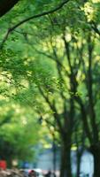 de vers nieuw bladeren vol van de esdoorn- bomen in voorjaar foto