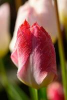 tulpen in de tuin foto