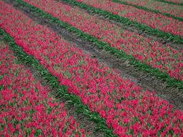 tulpen, in de Nederland foto