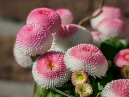 lente in nederland foto