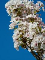 lente in nederland foto