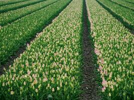 lente in nederland foto