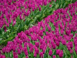 tulpen, in de Nederland foto