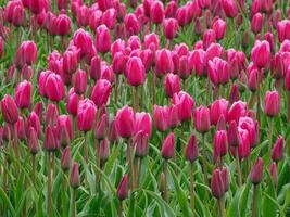 veel tulpen in de Nederland foto