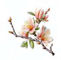 generatief ai inhoud, Afdeling met perzik bloemen. bloeiend tak, voorjaar verzameling. wit achtergrond, geïsoleerd voorwerp foto