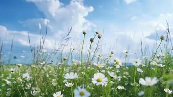 zomer veld- met madeliefje bloemen. illustratie ai generatief foto