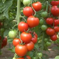 rood tomaten in tuin. illustratie ai generatief foto
