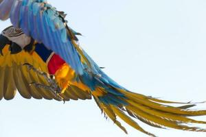 geel groen ara papegaai vliegend met groep in helder blauw lucht achtergrond foto