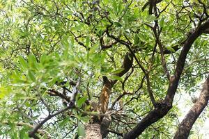 onder groot groen blad boom achtergrond met lucht foto