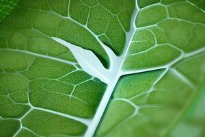 macro schoten van biologisch planten en gebladerte foto