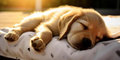 een gouden retriever puppy slapen Aan de deken ai gegenereerd foto