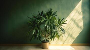 blanco modern achtergrond met groen dracaena boom in zonlicht, blad schaduw Aan muur. ai generatief foto