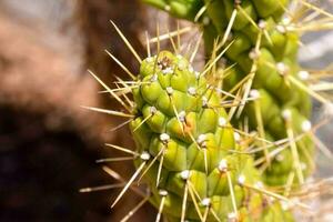 achtergrond met cactussen foto