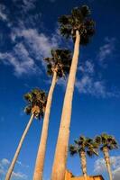 achtergrond met palm bomen foto