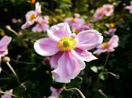 achtergrond met bloemen foto