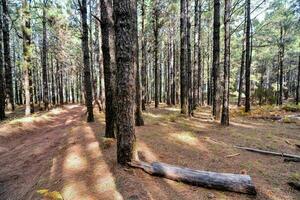 bomen in het bos foto