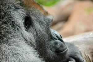 sterke volwassen zwarte gorilla foto