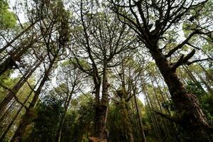 bomen in het bos foto