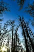 bomen in het bos foto