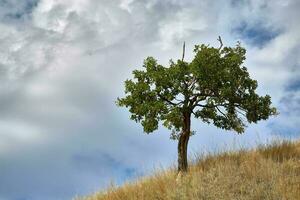 eenzame boom op de heuvel foto