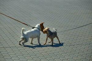 twee honden leerde kennen elk andere foto