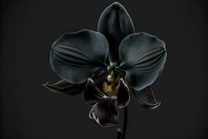 bijzonder bloeiend groot zwart orchidee van geslacht groot lip phalaenopsis bloemen geïsoleerd Aan donker zwart achtergrond. neurale netwerk gegenereerd kunst foto