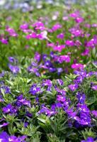 verticaal detailopname van Purper en rood Lobelia bloemen in tuin foto