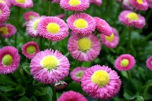 helder roze Engels madeliefjes in een tuin foto