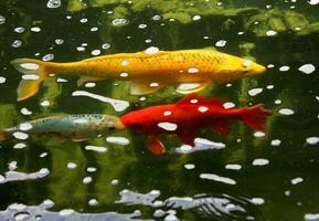 drie kleurrijk koi vis zwemmen in een tuin vijver foto