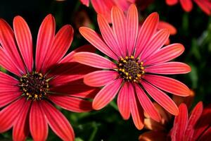 dichtbij omhoog van een dramatisch rood madeliefje in een tuin instelling foto