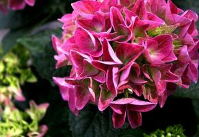 levendig dichtbij omhoog detail van een roze hortensia bloem foto