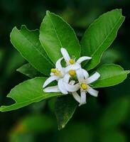 limoen bloemen dat bloeien en zullen worden fruit foto