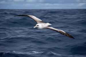 de albatros verspreidt haar Vleugels en vliegt over- de water, generatief ai. foto