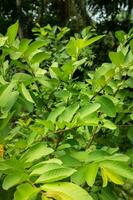 guava boom fabriek met haar dicht bladeren tegen een natuurlijk achtergrond foto