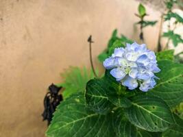 dichtbij omhoog van een hortensia macrophylla bloem met witachtig blauw bloemen in een tuin foto