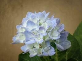 dichtbij omhoog van een hortensia macrophylla bloem met witachtig blauw bloemen in een tuin foto