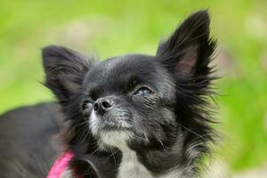 grappig weinig chihuahua hond Toneelstukken Aan de gras. foto