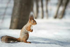 schattig jong eekhoorn Aan boom met gehouden uit poot tegen wazig winter Woud in achtergrond foto