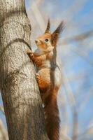 schattig jong eekhoorn Aan boom met gehouden uit poot tegen wazig winter Woud in achtergrond. foto