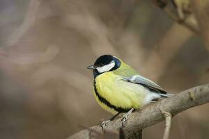 de Super goed tit zittend Aan boom Afdeling. foto