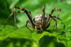 spin kruis in de wild, de leefgebied van spinnen ,selectief focus, zacht focus foto